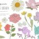 Hand Drawn Flowers