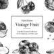 Hand Drawn Vintage Fruit Illustrations